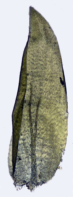 Hygrohypnum ochraceum